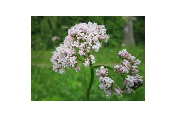 Krople walerianowe - dawkowanie i możliwe skutki uboczne