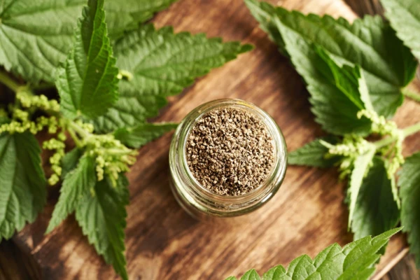 Pokrzywa – właściwości, działanie i zastosowanie